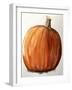 Pumpkinwatercolour-Sarah Thompson-Engels-Framed Giclee Print