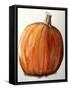 Pumpkinwatercolour-Sarah Thompson-Engels-Framed Stretched Canvas