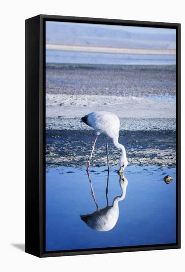 Puna (James) Flamingo (Parina Chica) Wading in Shallow Water at Laguna De Chaxa (Chaxa Lake)-Kimberly Walker-Framed Stretched Canvas