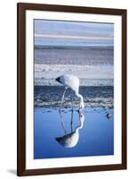 Puna (James) Flamingo (Parina Chica) Wading in Shallow Water at Laguna De Chaxa (Chaxa Lake)-Kimberly Walker-Framed Photographic Print