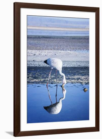 Puna (James) Flamingo (Parina Chica) Wading in Shallow Water at Laguna De Chaxa (Chaxa Lake)-Kimberly Walker-Framed Photographic Print