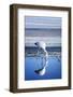 Puna (James) Flamingo (Parina Chica) Wading in Shallow Water at Laguna De Chaxa (Chaxa Lake)-Kimberly Walker-Framed Photographic Print