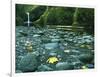 Punch Bowl Falls, Columbia Gorge National Scenic Area, Oregon, USA-Charles Gurche-Framed Photographic Print