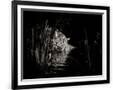 Gramercy Black