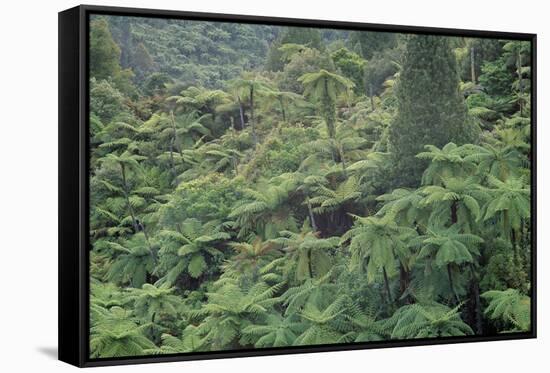 Punga, Tree Ferns, in the Bush, Wanganui District, Taranaki, North Island, New Zealand-Jeremy Bright-Framed Stretched Canvas