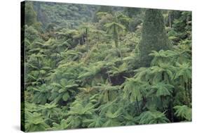 Punga, Tree Ferns, in the Bush, Wanganui District, Taranaki, North Island, New Zealand-Jeremy Bright-Stretched Canvas