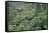 Punga, Tree Ferns, in the Bush, Wanganui District, Taranaki, North Island, New Zealand-Jeremy Bright-Framed Stretched Canvas