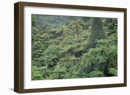 Punga, Tree Ferns, in the Bush, Wanganui District, Taranaki, North Island, New Zealand-Jeremy Bright-Framed Photographic Print