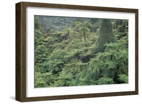 Punga, Tree Ferns, in the Bush, Wanganui District, Taranaki, North Island, New Zealand-Jeremy Bright-Framed Photographic Print