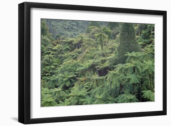 Punga, Tree Ferns, in the Bush, Wanganui District, Taranaki, North Island, New Zealand-Jeremy Bright-Framed Photographic Print