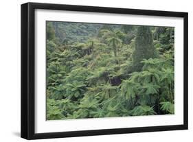 Punga, Tree Ferns, in the Bush, Wanganui District, Taranaki, North Island, New Zealand-Jeremy Bright-Framed Photographic Print