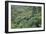 Punga, Tree Ferns, in the Bush, Wanganui District, Taranaki, North Island, New Zealand-Jeremy Bright-Framed Photographic Print