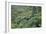Punga, Tree Ferns, in the Bush, Wanganui District, Taranaki, North Island, New Zealand-Jeremy Bright-Framed Photographic Print