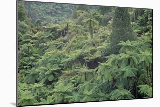 Punga, Tree Ferns, in the Bush, Wanganui District, Taranaki, North Island, New Zealand-Jeremy Bright-Mounted Photographic Print