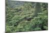 Punga, Tree Ferns, in the Bush, Wanganui District, Taranaki, North Island, New Zealand-Jeremy Bright-Mounted Photographic Print