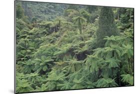 Punga, Tree Ferns, in the Bush, Wanganui District, Taranaki, North Island, New Zealand-Jeremy Bright-Mounted Photographic Print