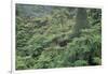 Punga, Tree Ferns, in the Bush, Wanganui District, Taranaki, North Island, New Zealand-Jeremy Bright-Framed Photographic Print