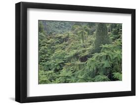 Punga, Tree Ferns, in the Bush, Wanganui District, Taranaki, North Island, New Zealand-Jeremy Bright-Framed Premium Photographic Print