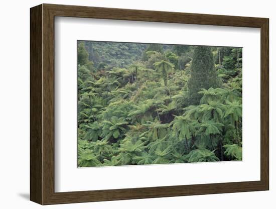 Punga, Tree Ferns, in the Bush, Wanganui District, Taranaki, North Island, New Zealand-Jeremy Bright-Framed Photographic Print