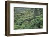 Punga, Tree Ferns, in the Bush, Wanganui District, Taranaki, North Island, New Zealand-Jeremy Bright-Framed Photographic Print