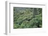 Punga, Tree Ferns, in the Bush, Wanganui District, Taranaki, North Island, New Zealand-Jeremy Bright-Framed Photographic Print