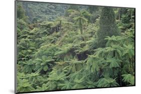 Punga, Tree Ferns, in the Bush, Wanganui District, Taranaki, North Island, New Zealand-Jeremy Bright-Mounted Photographic Print