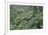 Punga, Tree Ferns, in the Bush, Wanganui District, Taranaki, North Island, New Zealand-Jeremy Bright-Framed Photographic Print