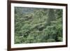 Punga, Tree Ferns, in the Bush, Wanganui District, Taranaki, North Island, New Zealand-Jeremy Bright-Framed Photographic Print