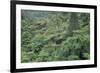 Punga, Tree Ferns, in the Bush, Wanganui District, Taranaki, North Island, New Zealand-Jeremy Bright-Framed Photographic Print