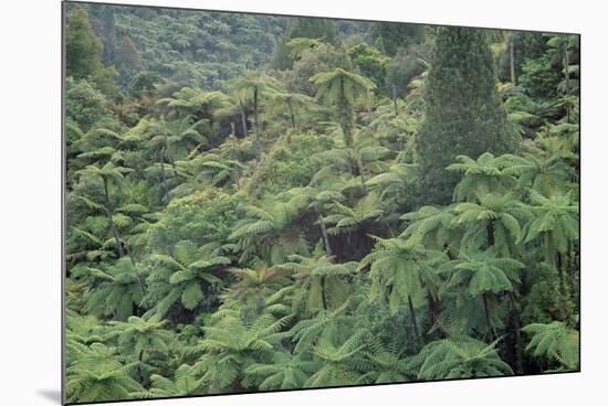 Punga, Tree Ferns, in the Bush, Wanganui District, Taranaki, North Island, New Zealand-Jeremy Bright-Mounted Photographic Print