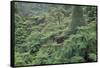 Punga, Tree Ferns, in the Bush, Wanganui District, Taranaki, North Island, New Zealand-Jeremy Bright-Framed Stretched Canvas