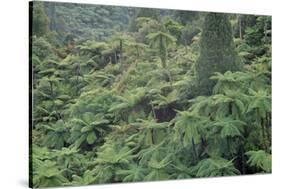 Punga, Tree Ferns, in the Bush, Wanganui District, Taranaki, North Island, New Zealand-Jeremy Bright-Stretched Canvas