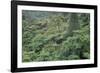 Punga, Tree Ferns, in the Bush, Wanganui District, Taranaki, North Island, New Zealand-Jeremy Bright-Framed Photographic Print