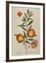 Punica Granatum, from 'A Curious Herbal', 1782 (Engraving)-Elizabeth Blackwell-Framed Giclee Print