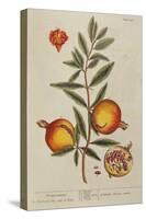 Punica Granatum, from 'A Curious Herbal', 1782 (Engraving)-Elizabeth Blackwell-Stretched Canvas