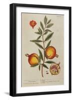 Punica Granatum, from 'A Curious Herbal', 1782 (Engraving)-Elizabeth Blackwell-Framed Giclee Print