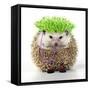 Punk 'Boy' Hedgehog-null-Framed Stretched Canvas