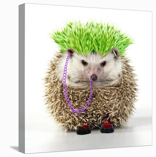 Punk 'Boy' Hedgehog-null-Stretched Canvas