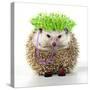 Punk 'Boy' Hedgehog-null-Stretched Canvas