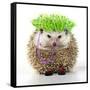 Punk 'Boy' Hedgehog-null-Framed Stretched Canvas