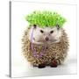 Punk 'Boy' Hedgehog-null-Stretched Canvas