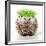 Punk 'Boy' Hedgehog-null-Framed Photographic Print