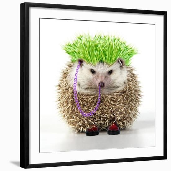 Punk 'Boy' Hedgehog-null-Framed Photographic Print