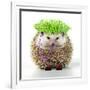 Punk 'Boy' Hedgehog-null-Framed Photographic Print