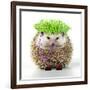 Punk 'Boy' Hedgehog-null-Framed Photographic Print