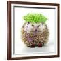 Punk 'Boy' Hedgehog-null-Framed Photographic Print