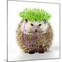 Punk 'Boy' Hedgehog-null-Mounted Photographic Print