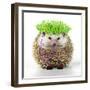 Punk 'Boy' Hedgehog-null-Framed Photographic Print