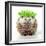 Punk 'Boy' Hedgehog-null-Framed Photographic Print