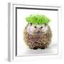 Punk 'Boy' Hedgehog-null-Framed Photographic Print